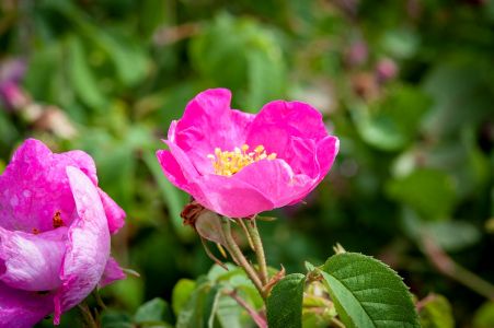 Rosa Gallica