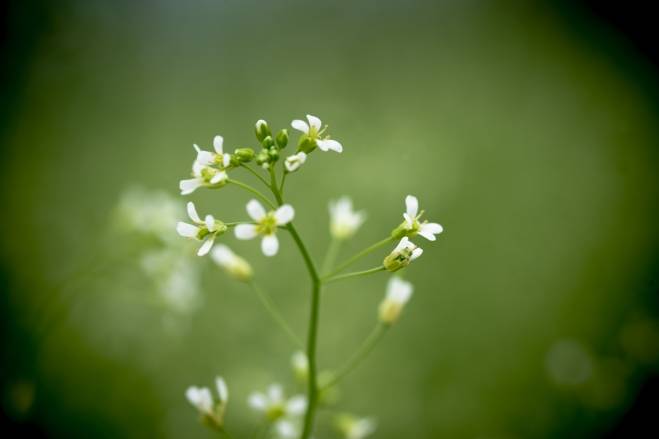 Arabidopsis