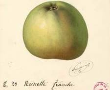 Reinette Franche