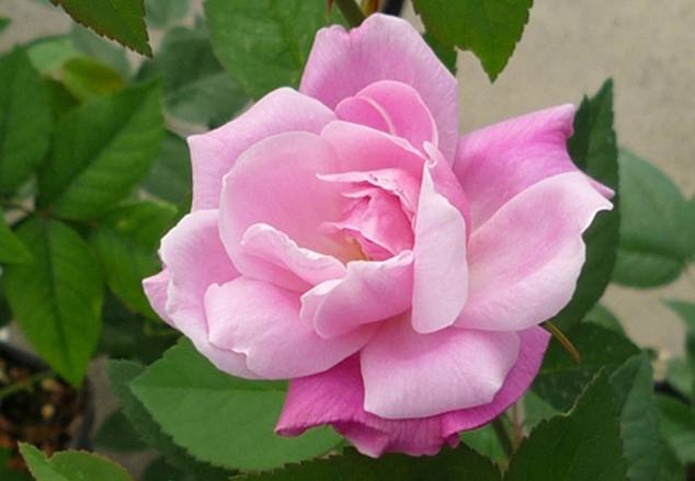 rose old blush