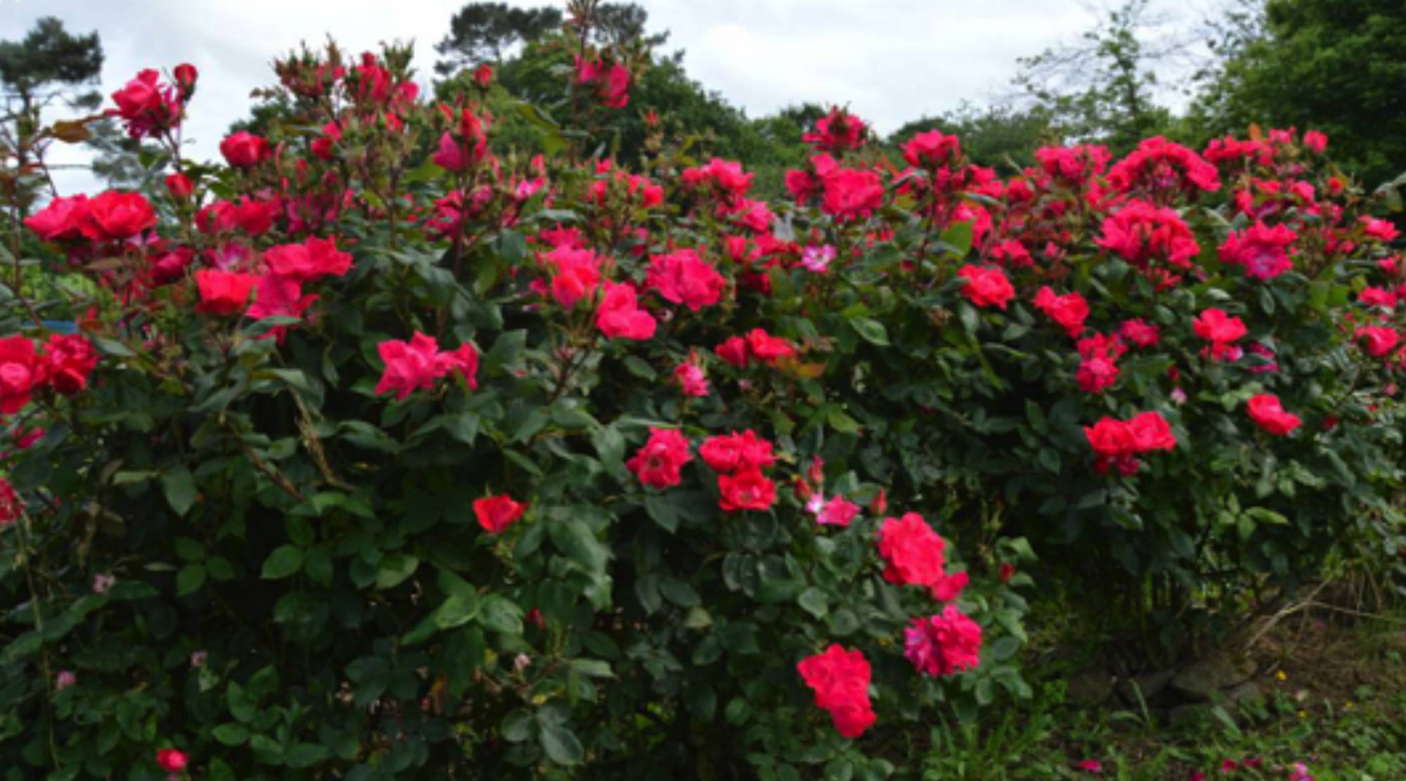 Rosiers