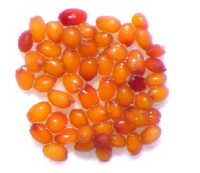lot de grains mutants chez Arabidopsis
