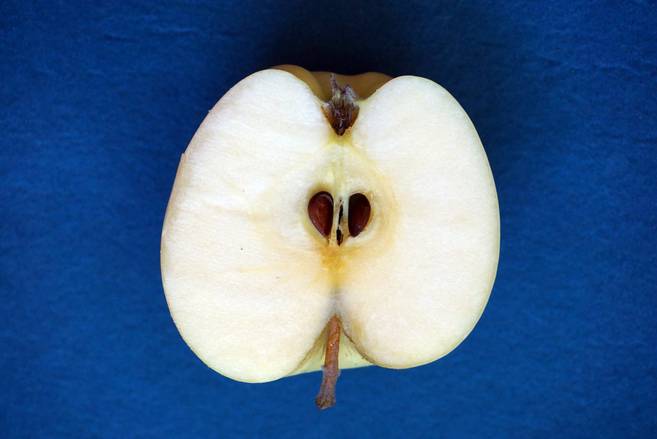 texture de la pomme