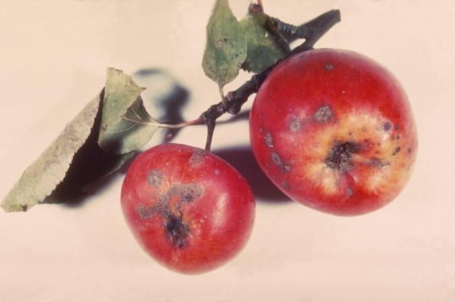 taches et déformations sur fruit et feuilles dues à la tavelure du pommier