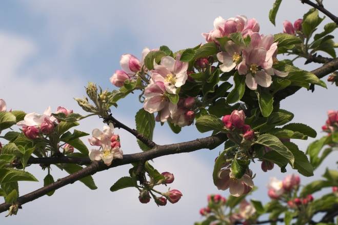 Floraison du pommier