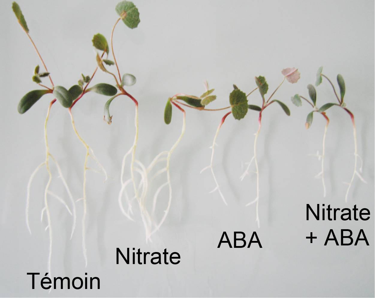 Croissance des racimes des plantes selon l'apport en nitrate