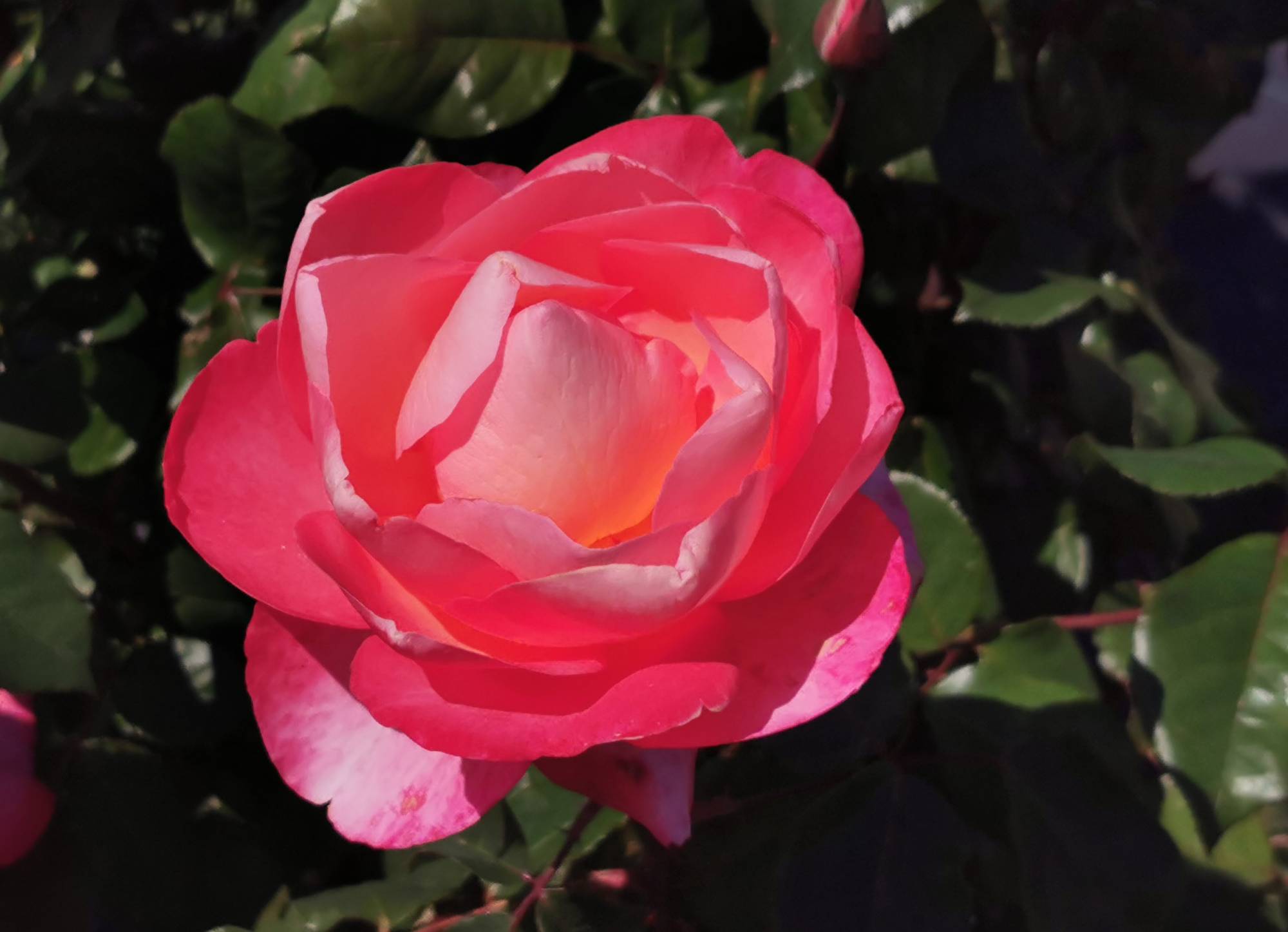 Rosier