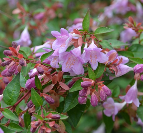 Abelia PINK PONG® ‘Abenov41’