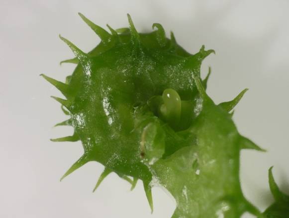 Gousse de Medicago truncatula