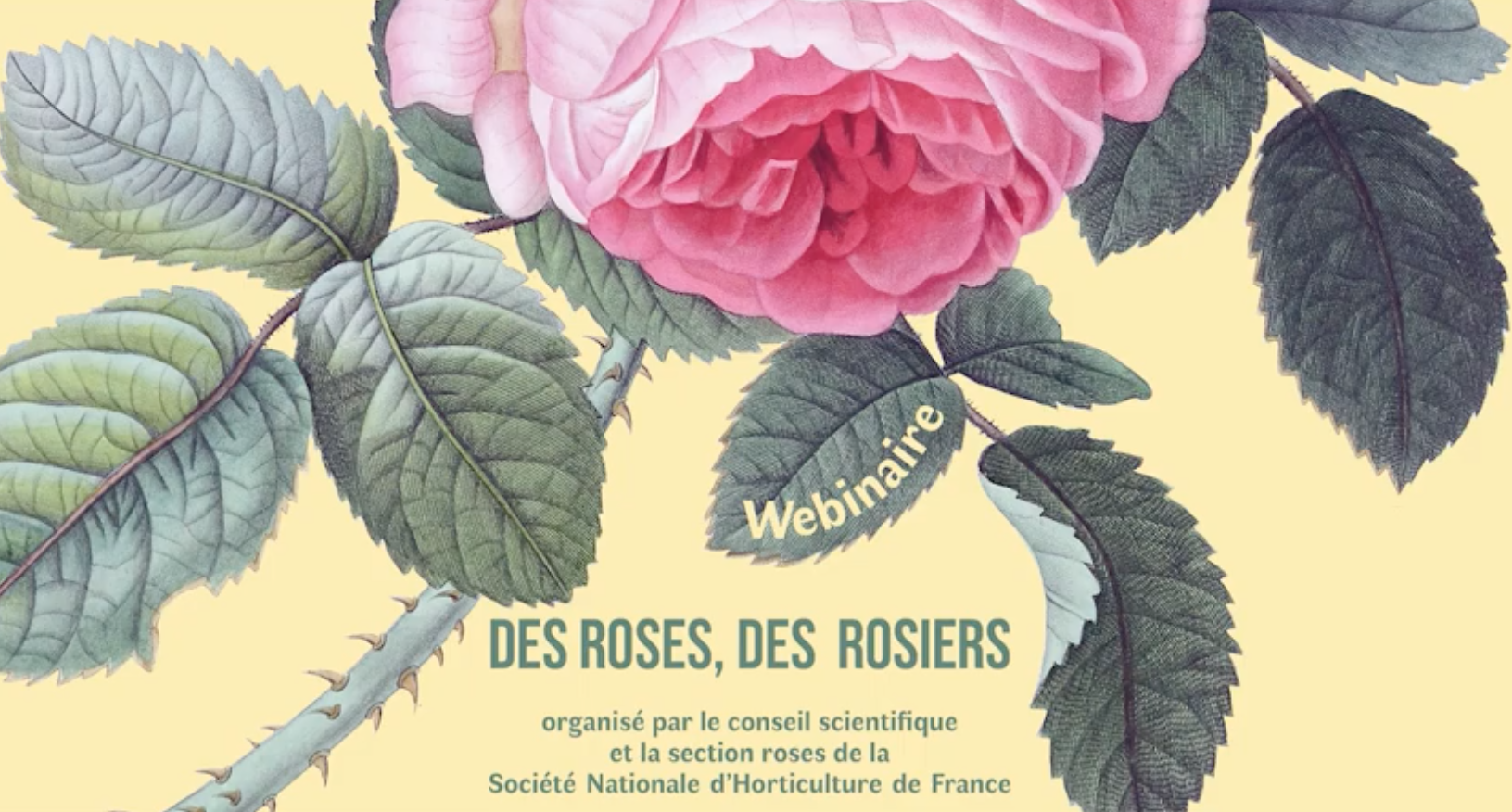 Affiche du Webinaire "Des roses, des rosiers"