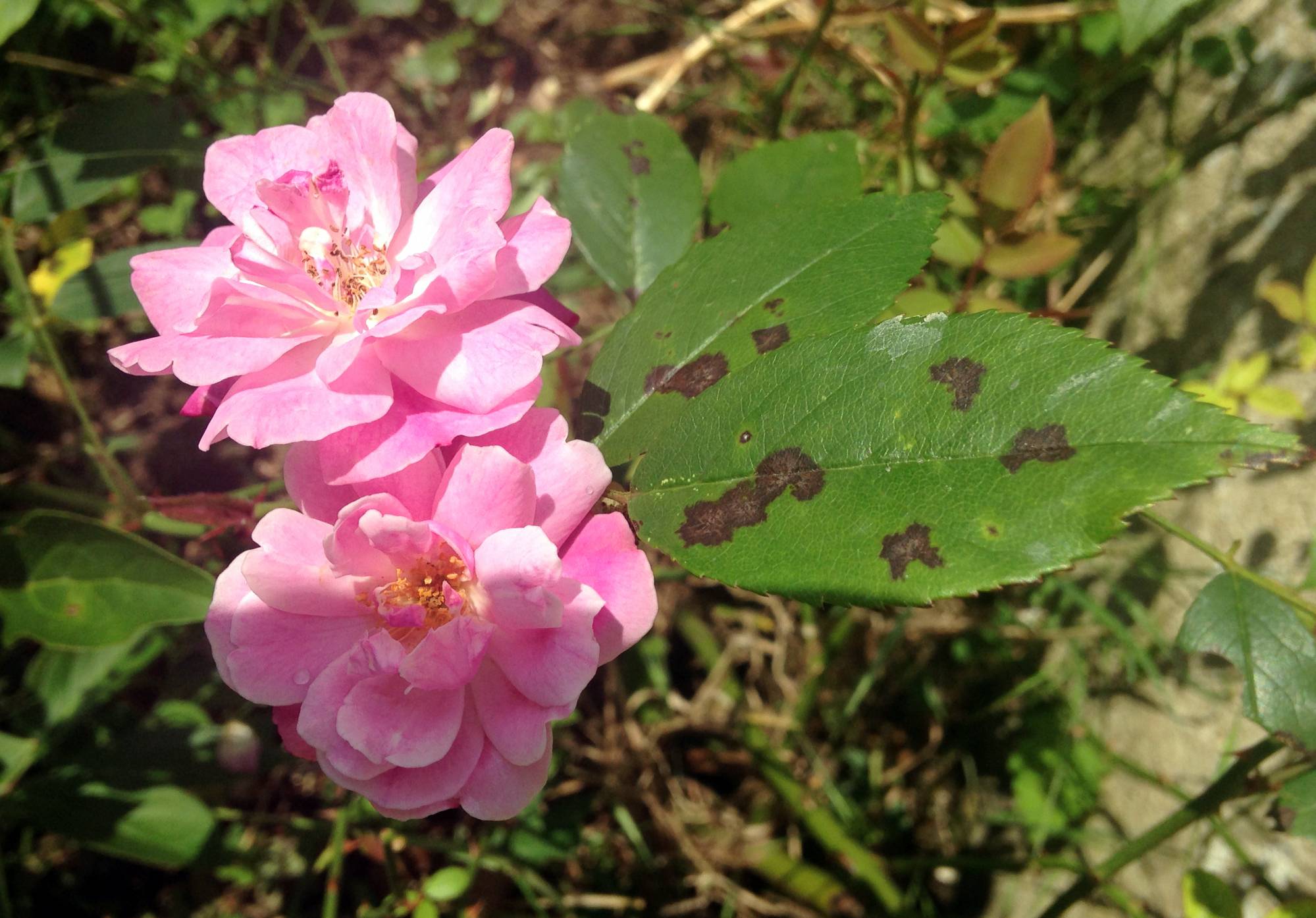 Rosiers et maladies foliaires