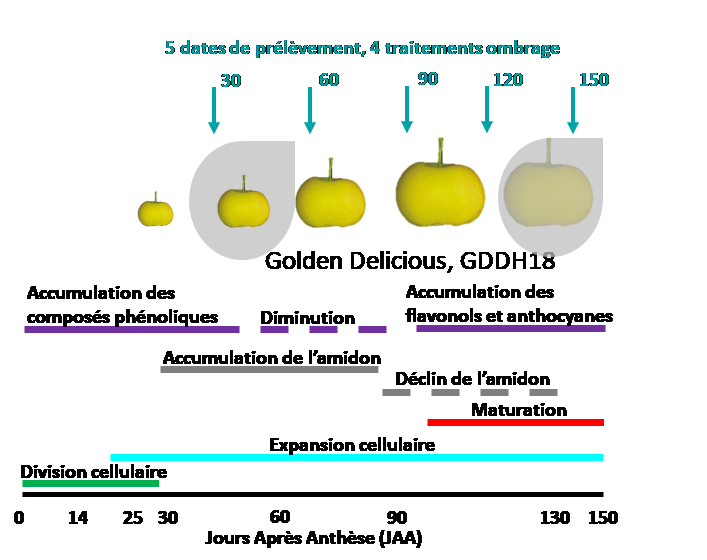 Figure 1 : Les différents scénarios d’ombrage à l’échelle du fruit sur deux génotypes et au cours du développement et maturation du fruit