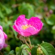Rosa Gallica