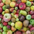 Les variétés anciennes de pommes montrent une diversité de taille, de forme, de couleur et d'aspect