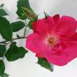 Tige fleurie de rosier 'Radrazz' Knock out