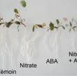 Croissance des racimes des plantes selon l'apport en nitrate