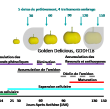 Figure 1 : Les différents scénarios d’ombrage à l’échelle du fruit sur deux génotypes et au cours du développement et maturation du fruit