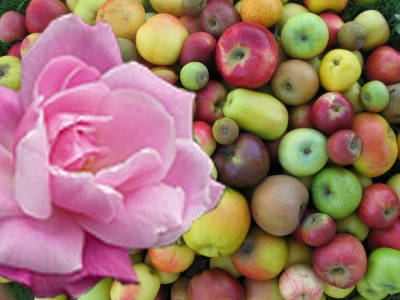 CRB Fruits à pépins et rosier (RosePom)
